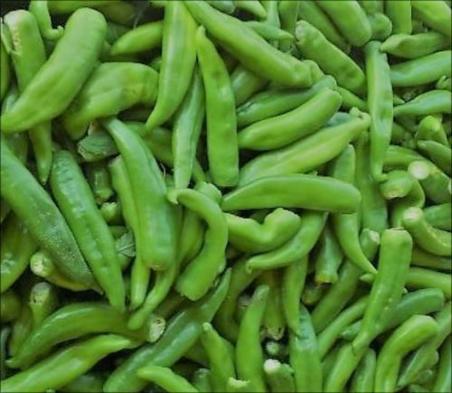 Hatch Rattlesnake Hot Pepper Seeds – 250mg, Medium Heat, High Yield, Chili, Capsicum annuum, Green to Red