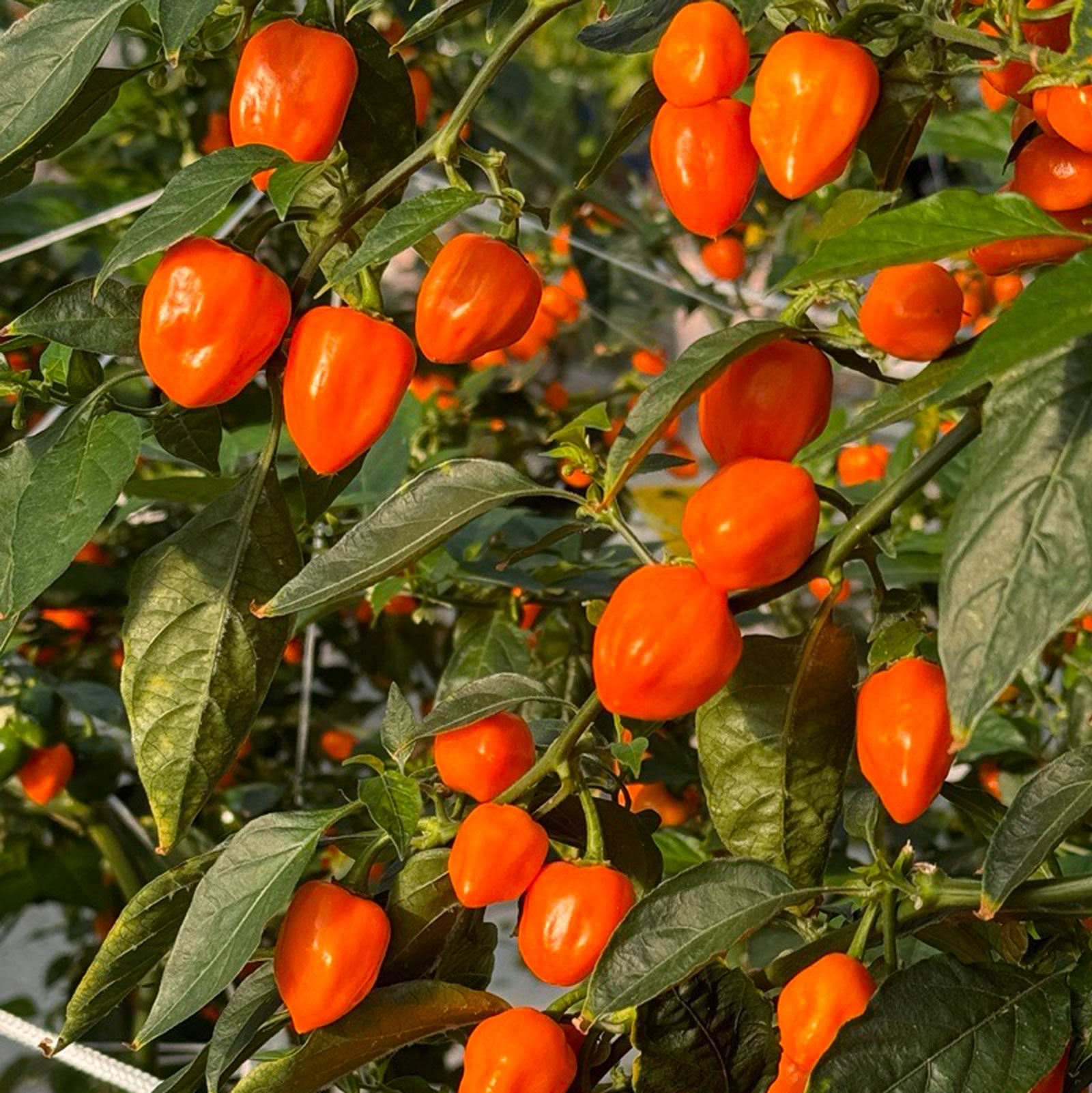 20 Seeds Orange Habanero Pepper Seeds – Capsicum chinense, Fiery Heirloom Hot Pepper for Salsas & Hot Sauces