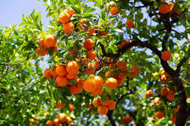 Satsuma Mandarin Orange Tree - Live Citrus Seedling 4-10" - Cold Hardy, Sweet Fruit, Fast Growing for Gardens & Containers