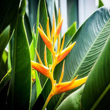 5 Mayan Gold Heliconia Seeds | Rare Lobster Claw Parrot Beak Flowers | Tropical Plant Seeds for Gardens & Containers