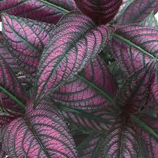 Strobilanthes Dyerianus Persian Shield Live Plant – 4" Starter with Purple Silver Foliage, Heat & Drought Tolerant, Indoor or Outdoor