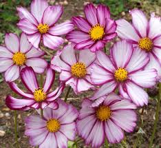 Cosmos Picotee Seeds 1g | Bicolor White Pink Edges | Pollinator-Friendly Wildflower | Cosmos bipinnatus