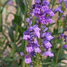 Penstemon Humilis Seeds, Low Beardtongue, Drought-Tolerant Perennial Wildflower for Rock Gardens & Pollinator Habitats