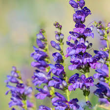 Sidebells Penstemon Seeds – Penstemon secundiflorus Native Wildflower with Lavender Blooms and Silvery Foliage, Drought-Tolerant Perennial Seeds