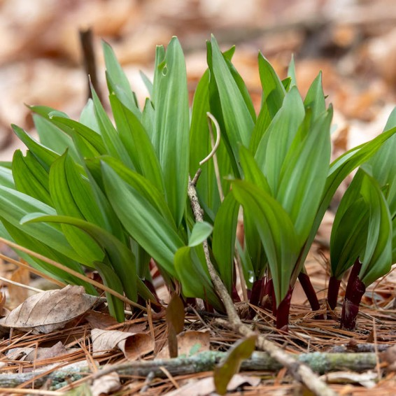 20 Organic Ramps Wild Leeks Bulbs Allium tricoccum Bare Root Plants for Planting