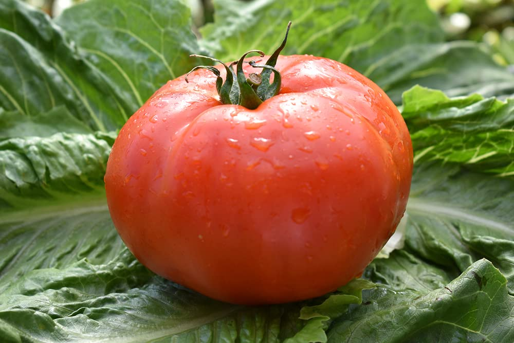 300 mg Beefsteak Tomato Seeds - Solanum lycopersicum Heirloom Large Juicy Slicing Tomato for Home Gardens