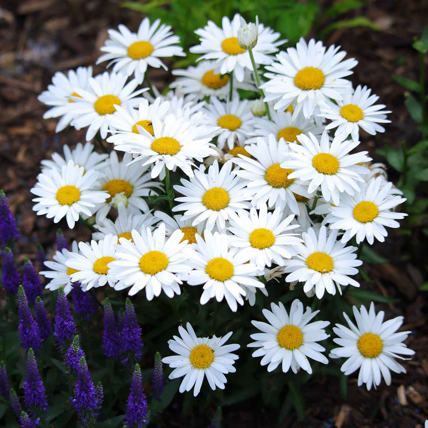 Shasta Daisy Seeds 100mg Leucanthemum × superbum Hardy Perennial with White Blooms for Gardens and Pollinator Habitat