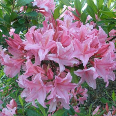 Spring Sensation Aromi Azalea Live Starter Plant, Deciduous Hybrid, Soft Pink Fragrant Flowers, Zones 6-9