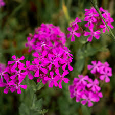 2000 Catchfly Seeds, Purple Flowers, Rock Garden, Pollinator Attractant, Silene, Non-GMO, Hardy Perennials