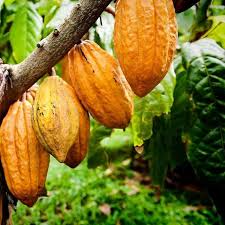 Cacao Starter Plant Seedling - Forastero Theobroma cacao - Live Tropical Fruit Tree 2-3 Feet for Growing Chocolate at Home