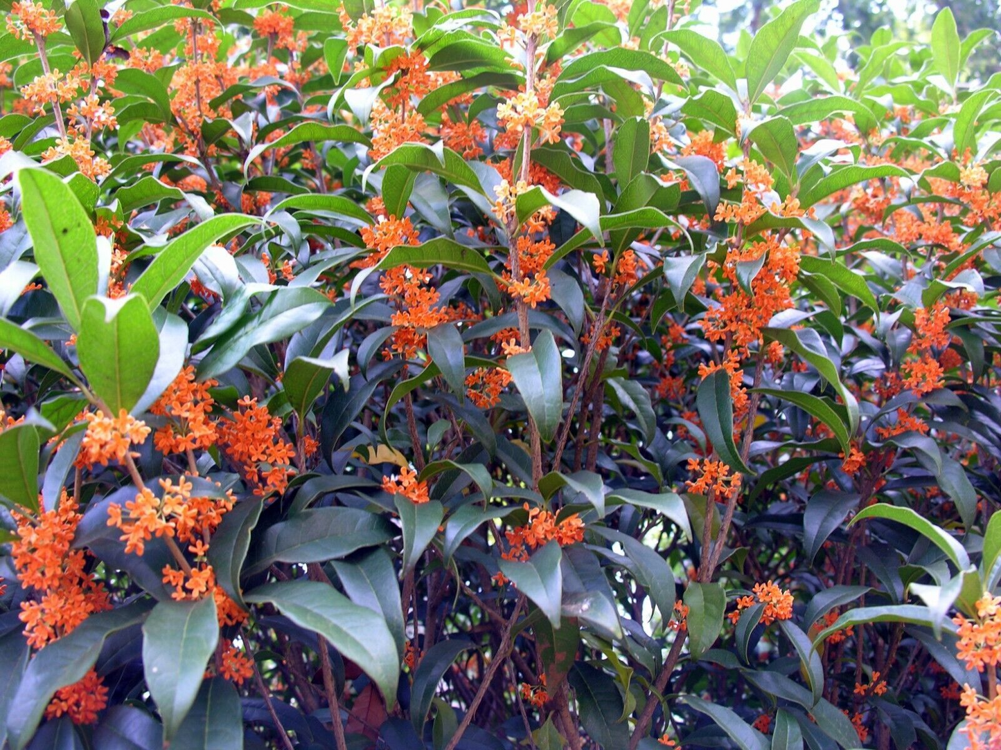 Apricot Echo Osmanthus Fragrant Shrub Rooted Starter Plant - Tea Olive, Evergreen, Drought Tolerant, Pollinator Attractant
