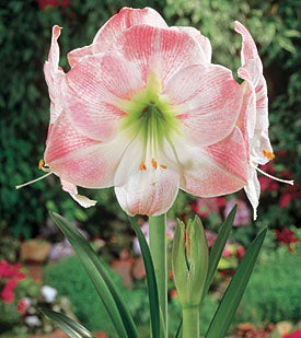 Amaryllis Bulb Apple Blossom Pink & White Flowers - Award-Winning Hippeastrum for Indoor & Outdoor USDA Zones 8-11