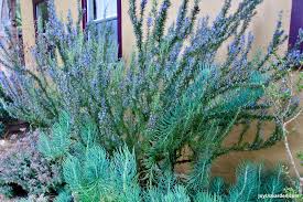 Lot of 2 Rosemary Cuttings - Live Herb Plants, 5-8 Inches, Rooted Bare Root, Salvia rosmarinus for Culinary & Garden Use