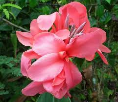 Canna Lily Pink Magic Bulb - Dwarf Tropical Plant with Deep Pink Blooms, Striped Foliage, Fast-Growing, USDA Zones 8-11