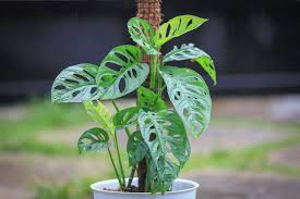 Monstera Adansonii Swiss Cheese Unrooted Cuttings - Tropical Houseplant, Easy Propagation, Unique Foliage, Indoor/Outdoor Plant