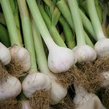 Allium Sativum Gilroy California White Garlic Bulbs – 5 Bare Root Heirloom Hardneck Culinary, High-Yield, Aromatic