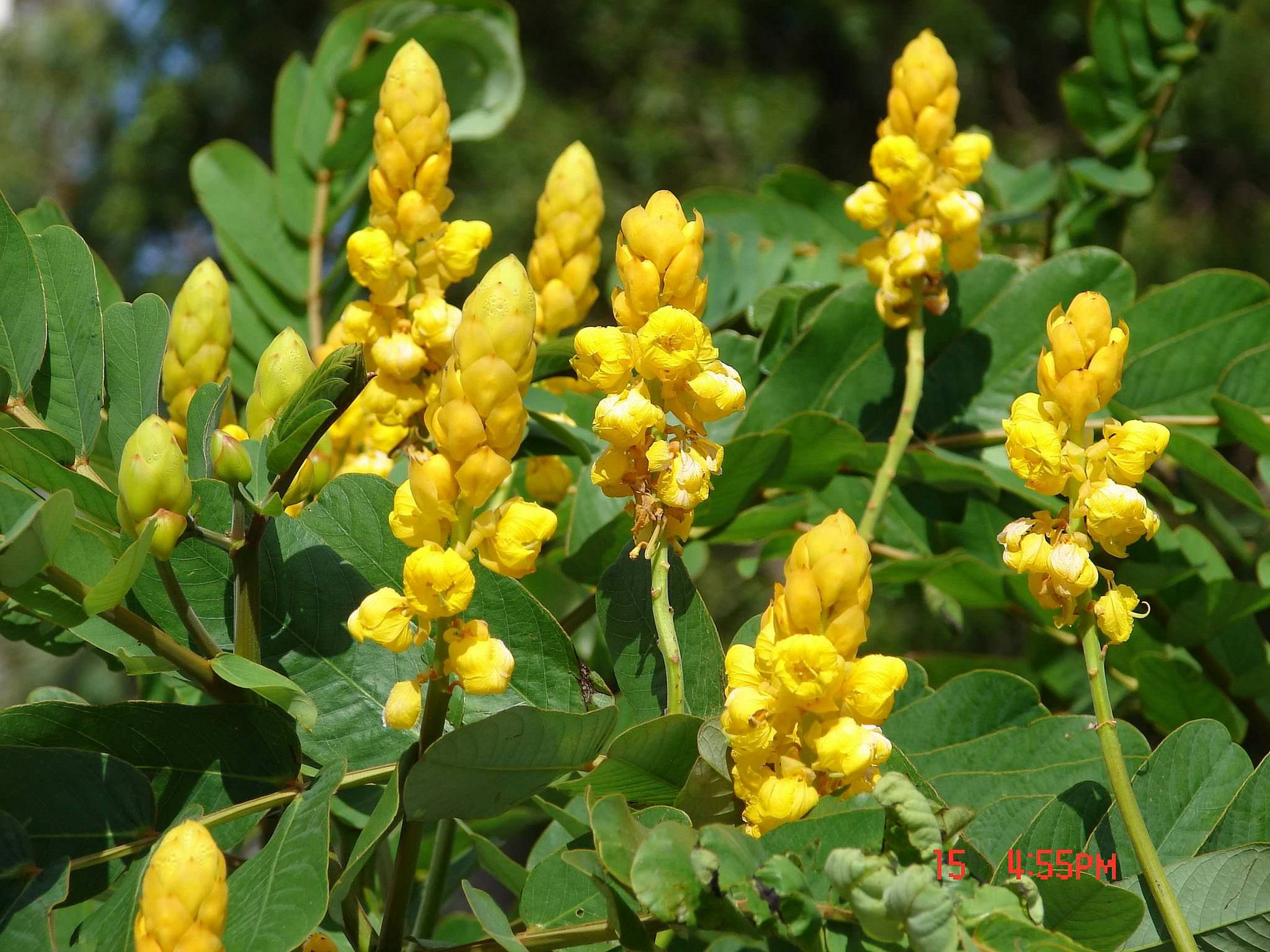 Cassia alata Seeds – Tropical Ornamental Shrub with Yellow Flower Spikes – Candle Bush Plant for Butterfly Gardens