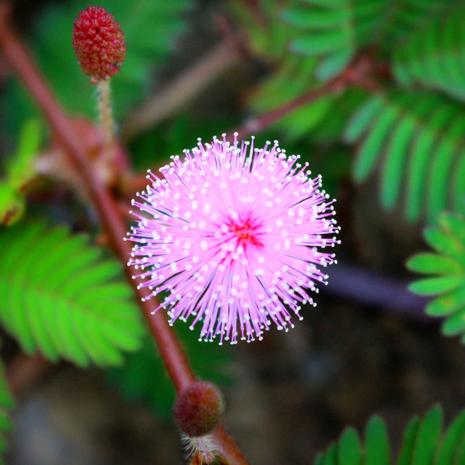 Sensitive Plant Seeds - Mimosa microphylla, Touch-Responsive Leaves, Ground Cover, Pollinator-Friendly, Drought-Tolerant, 5 Pack