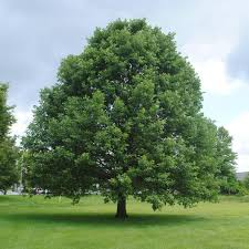 Swamp White Oak Tree Live Bare Root 18-24 Inches, Quercus bicolor, Fast-Growing Landscape & Wildlife Tree
