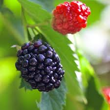Bare Root Triple Crown Thornless Blackberry Plants, Rubus fruticosus, High Yield, Easy-to-Grow, Sweet Fruit