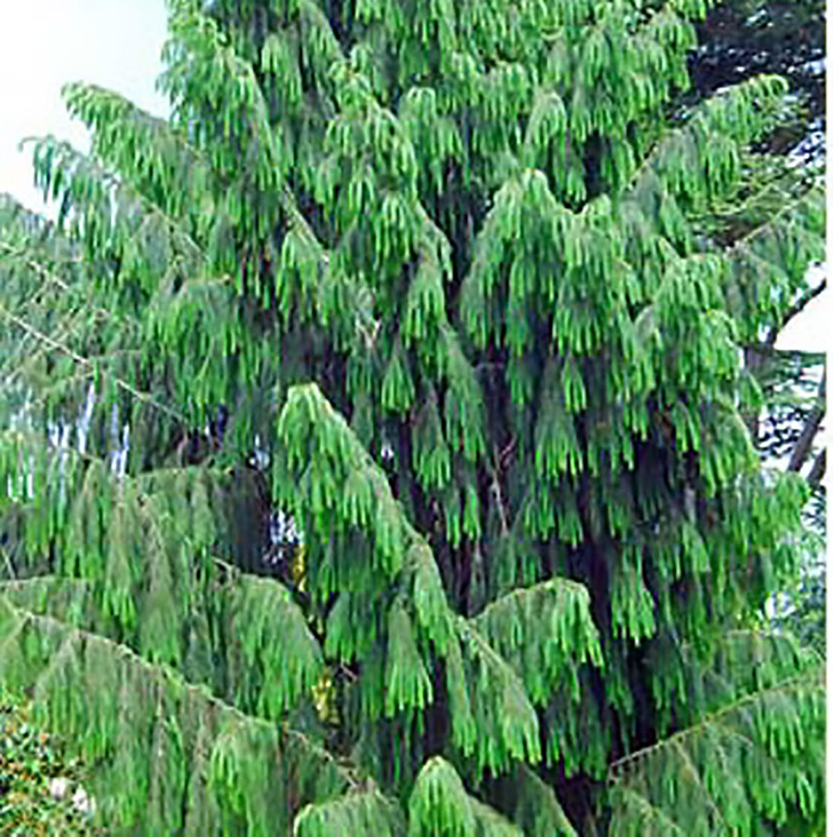 20 Himalayan Spruce Tree Seeds | Picea smithiana | Tall Conifer | Evergreen, Hardy, Morinda