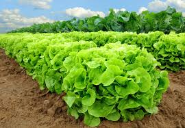 Buttercrunch Lettuce Seeds | Heirloom Non-GMO Salad Greens | Heat Tolerant Butterhead Lactuca sativa
