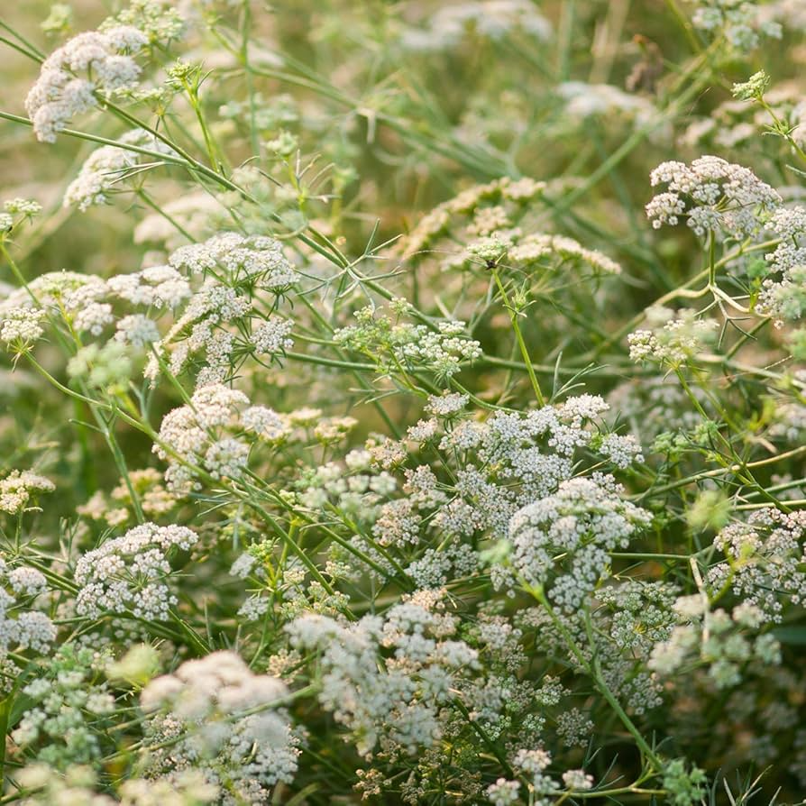 Cumin Seeds - Heirloom Non-GMO Culinary Herb with Nutty Peppery Flavor, 12-20 Inches Tall, Easy to Grow, USDA Zones 3-9