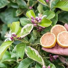 Variegated Pink Lemon Seeds – Unique Juicy Fragrant Citrus Tree – Pink Eureka Citrus (Citrus limon)