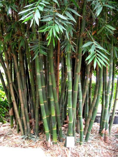Giant Timber Bamboo Cuttings | Bambusa oldhamii | Fast-Growing Privacy Screen, Clumping Bamboo, Ornamental Landscaping