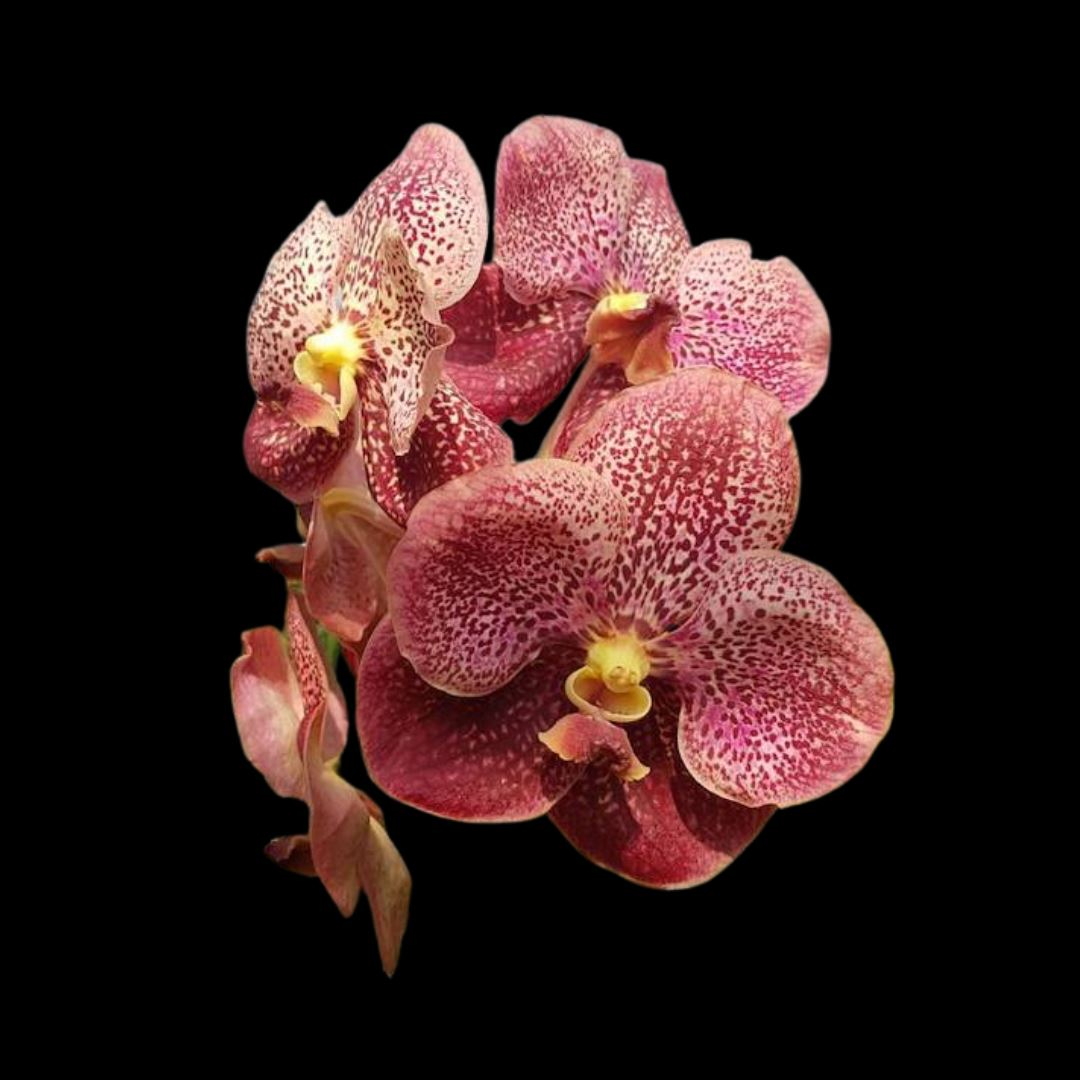 Vanda Kultana Pink Orchid Starter Plant | 3-Inch Pot | Live Well-Rooted Pink Orchid | Indoor & Outdoor Easy Care