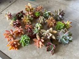 25 Colorful Healthy Succulent Unrooted Cuttings Variety Pack – Easy to Grow, Drought-Tolerant Succulents