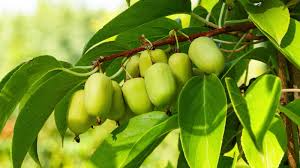 Kiwi Prolific Vine Starter Plant | Self-Pollinating, Cold Hardy, Smooth-Skinned Fruit | Zones 4-8 | Compact Green Kiwi