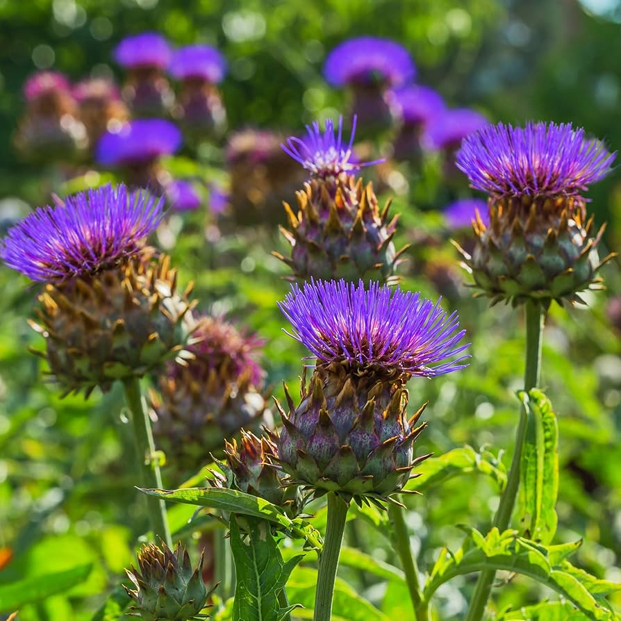 15 Seeds Cardoon Cynara Cardunculus Ornamental Edible Perennial with Artichoke Flavor