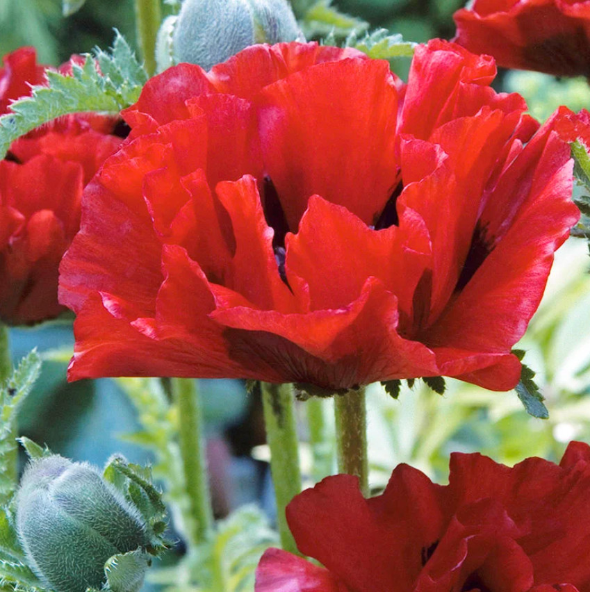 1000 Seeds Red Oriental Poppy Perennial Scarlet Large Flowers Non-GMO Garden Landscape Papaver orientale