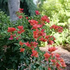 Bougainvillea Starter Plant - Bambino Burnt Orange - Tropical Flowering Plug for Indoor & Outdoor Gardens