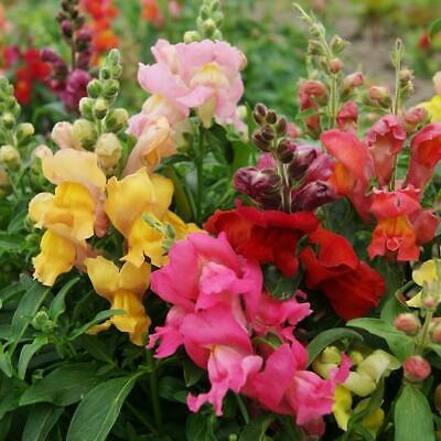 Antirrhinum majus Magic Carpet Mix Snapdragon Seeds – 1000+ Vibrant Double-Petaled Blooms for Garden & Cut Flowers
