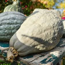 Blue Hubbard Squash Seeds – Heirloom Winter Fruit Seeds for Nutty Flavor, Large Vining Plants, Cucurbita maxima