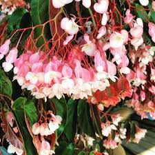 Torch Pink Angel Wing Begonia Live Plant – 10-12 Inches Tall, Pink Flowers & Speckled Foliage, Begonia coccinea