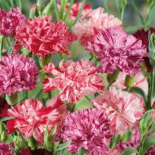 Picotee Mix Carnation Seeds – Ruffled Bi-Color Fragrant Blooms for Garden & Bouquets – Dianthus caryophyllus, 200+ Seeds