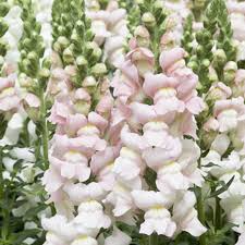 Costa Silver II Snapdragon Seeds 1000+ | Antirrhinum majus | Soft Silvery-Lavender Blooms for Garden & Cut Flowers