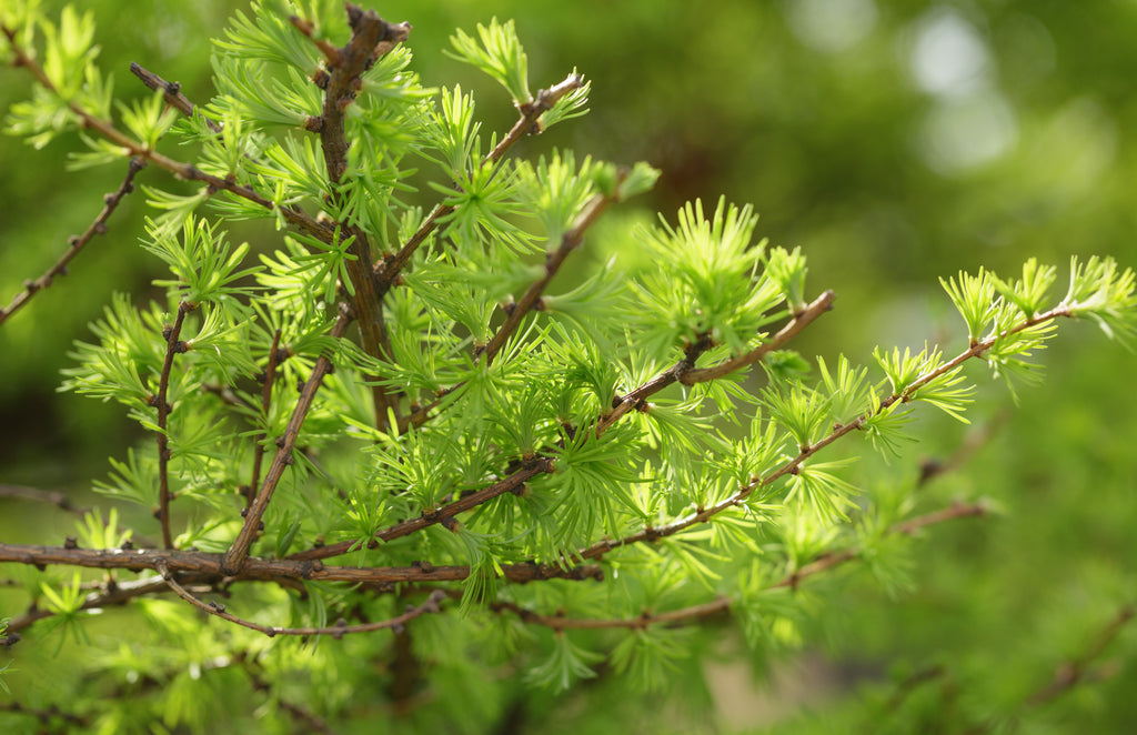 Japanese Larch Tree Seedling 12-14 Inches for Bonsai, Deciduous Conifer Larix kaempferi, Golden Fall Foliage