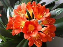 Clivia Miniata Bush Lily Bare Root Plant – Orange Blooms, 15 Leaves, Live Perennial Shade Plant