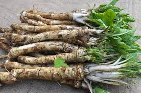 Horseradish Roots for Planting – Large Crowns, Armoracia rusticana, Perennial Garden Edible Crop, DIY Growing Guide