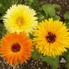Pacific Beauty Mix Calendula Seeds | Bright Vibrant Flowers in Yellow, Orange & Gold | Calendula officinalis | 50-1000 Seeds