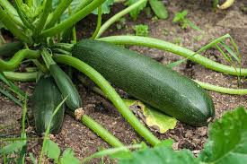 Dark Green Zucchini Seeds – Heirloom Summer Squash, High Yield, Fast Growing, Garden & Container Planting, Cucurbita pepo