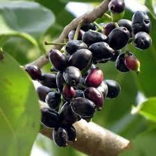 Black Java Plum Live Fruit Tree – 12-Inch Syzygium cumini Indian Jamun Plant for Home Orchard