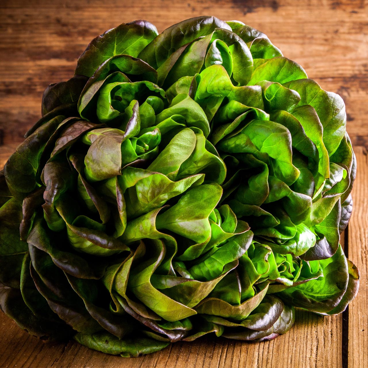 Bronze Mignonette Lettuce Seeds 1g Heirloom Non-GMO Tender Nutty Flavor Decorative Salad Green Lactuca sativa
