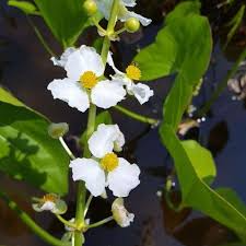 Aquatic Plants - 5 Broadleaf Arrowhead Roots (Sagittaria latifolia) Water Garden, Pond, Wetland Plants
