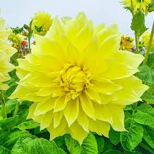 Dahlia Kelvin Floodlight Live Flower Bulb Tuber | Yellow Dinnerplate Blooms | 36-48" Full Sun Perennial Plant