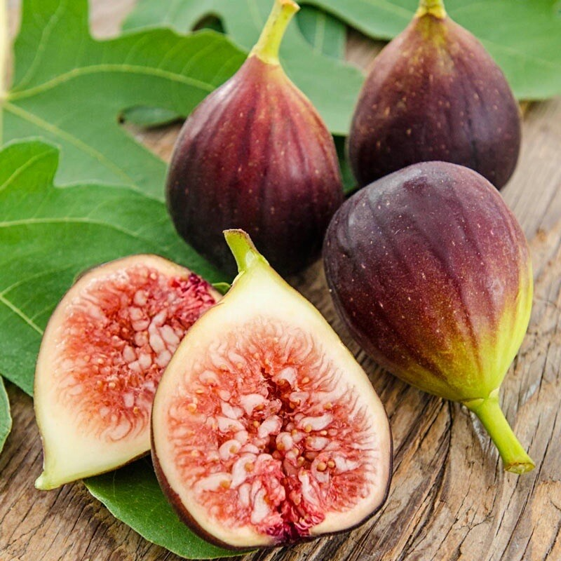 Rooted Fig Tree Cutting 17" Live Plant with Pot, Ficus carica, Easy to Grow, Edible Fruit, Drought Tolerant, Starter Plant